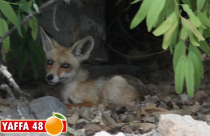 يافا: هل ستشمل حملة التطعيم ضد مرض الكلب قطيع الثعالب في مقبرة الكازاخانة؟